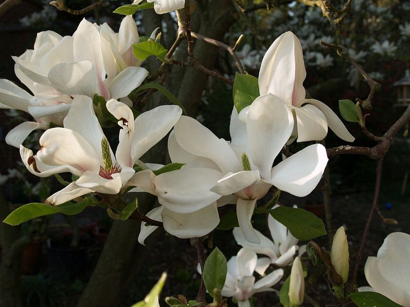 Magnolia soulangiana Alba